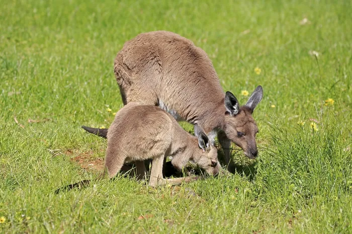 Framed Print : Western Grey Kangaroo (Macropus fuliginosus)