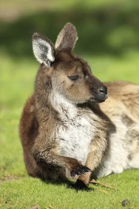 Framed Print : Western Grey Kangaroo (Macropus fuliginosus) Framed Print : Western Grey Kangaroo (Macropus fuliginosus)