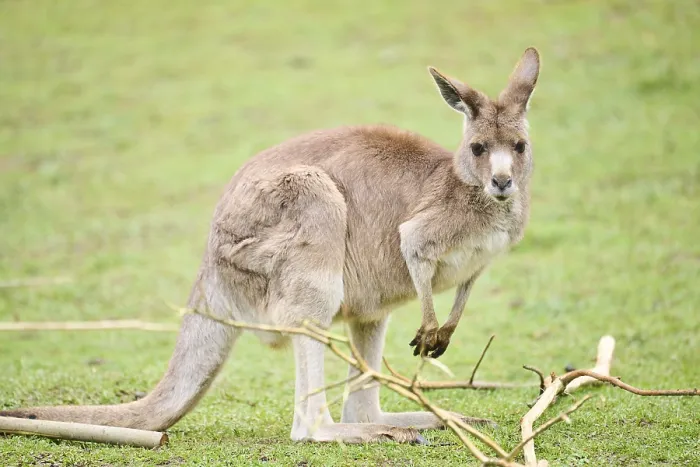 Framed Print : Western grey kangaroo (Macropus fuliginosus)