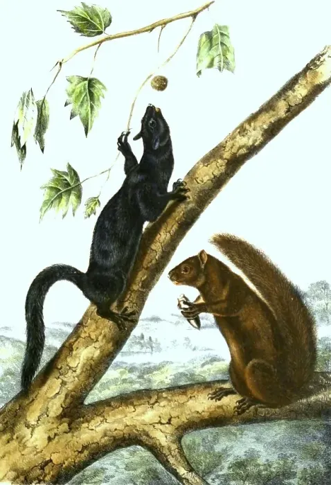 Framed Print : Western grey squirrel (Sciurus griseus)