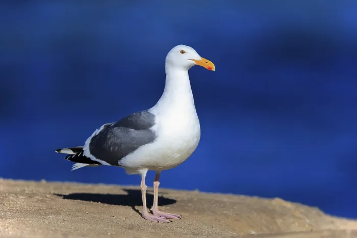 Framed Print : Western Gull (Larus occidentalis)