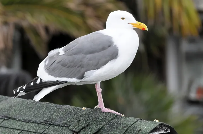 Framed Print : Western Gull (Larus occidentalis) Framed Print : Western Gull (Larus occidentalis)