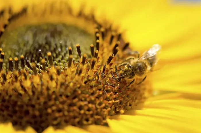 Framed Print : Western honey bee (Apis mellifera) perched on a sunflower (Helianthus annuus)