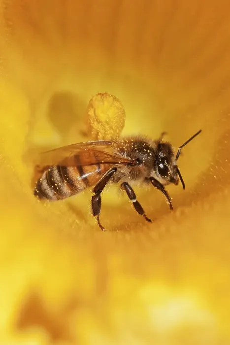 Framed Print : Western honey bee (Apis mellifera) on pumpkin flower