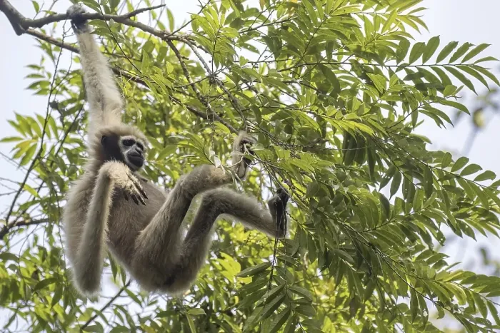 Framed Print : Western hoolock gibbon (Hoolock hoolock)