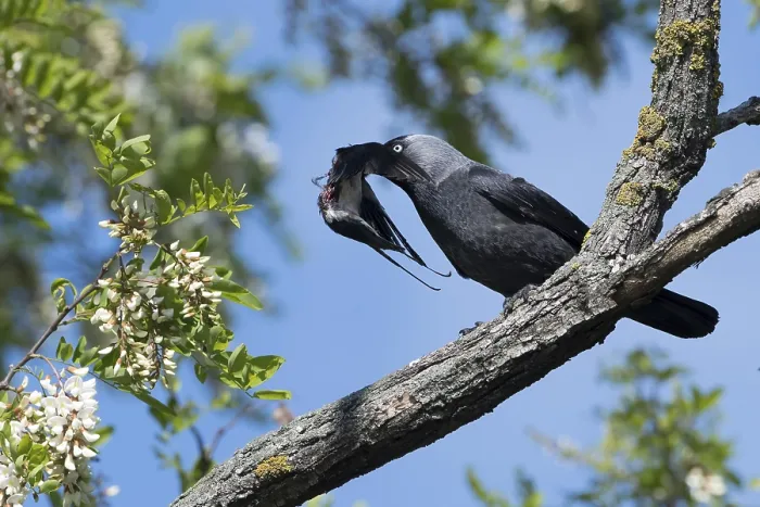 Framed Print : Western Jackdaw (Coloeus monedula) perched on a branch feeding on Barn Swallow (Hirundo rustica) prey