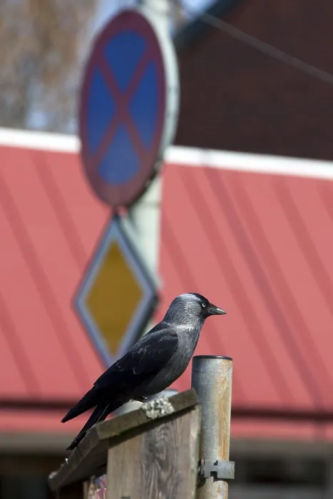 Framed Print : Western jackdaw (Corvus monedula) in the city