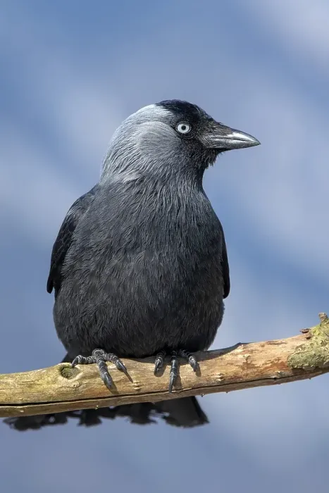 Framed Print : Western jackdaw (Corvus monedula) sits on a branch Framed Print : Western jackdaw (Corvus monedula) sits on a branch