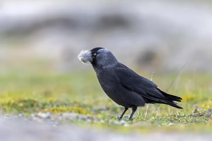 Framed Print : Western jackdaw, European jackdaw (Coloeus monedula) collecting nesting material like sheep's wool in meadow