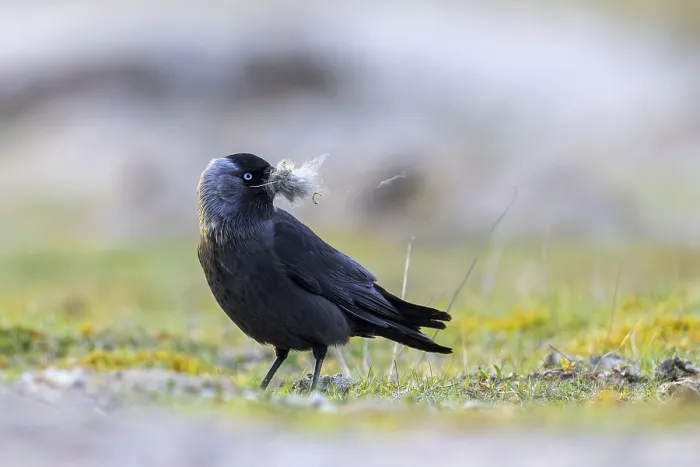 Framed Print : Western jackdaw, European jackdaw (Coloeus monedula) collecting nesting material like sheep's wool in meadow