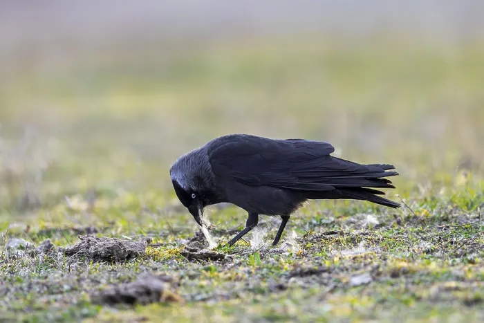 Framed Print : Western jackdaw, European jackdaw (Coloeus monedula) collecting nesting material like sheep's wool in meadow