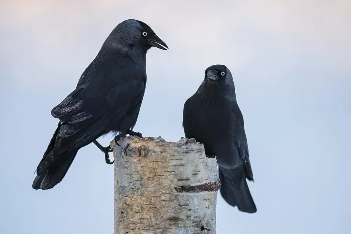 Framed Print : Western jackdaws (Corvus monedula)