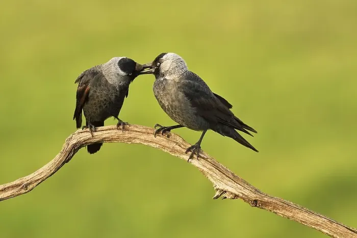 Framed Print : Western jackdaws (Corvus monedula) at the courtship display on branch