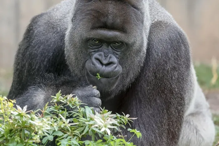 Framed Print : Western lowland gorilla (Gorilla gorilla)
