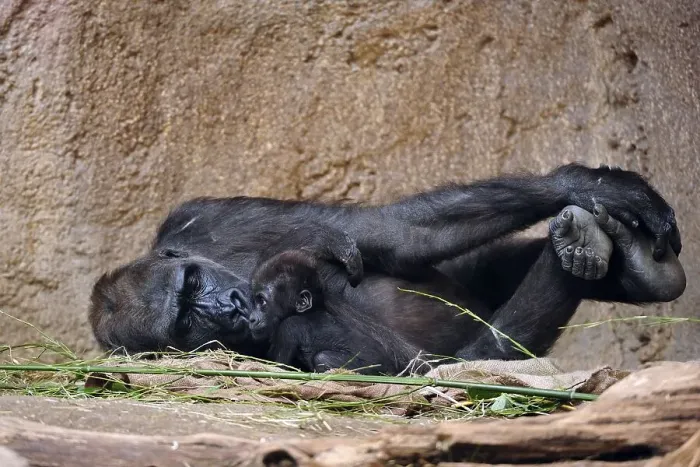 Framed Print : Western lowland gorilla (Gorilla gorilla gorilla)