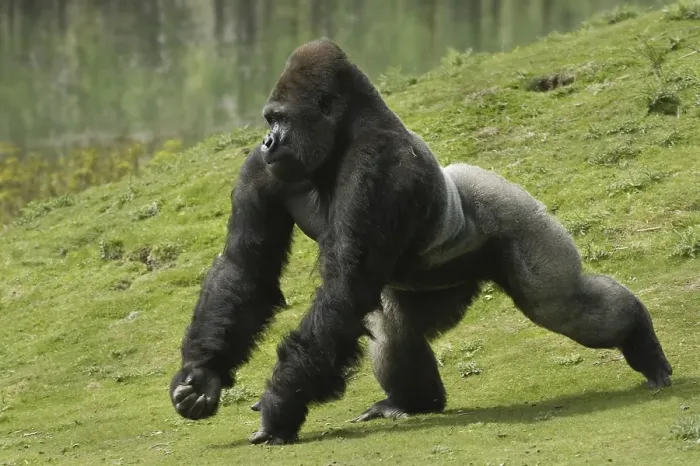 Framed Print : Western Lowland Gorilla (Gorilla gorilla gorilla) Framed Print : Western Lowland Gorilla (Gorilla gorilla gorilla)