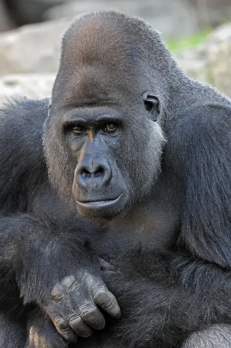 Framed Print : Western Lowland Gorilla (Gorilla gorilla gorilla)