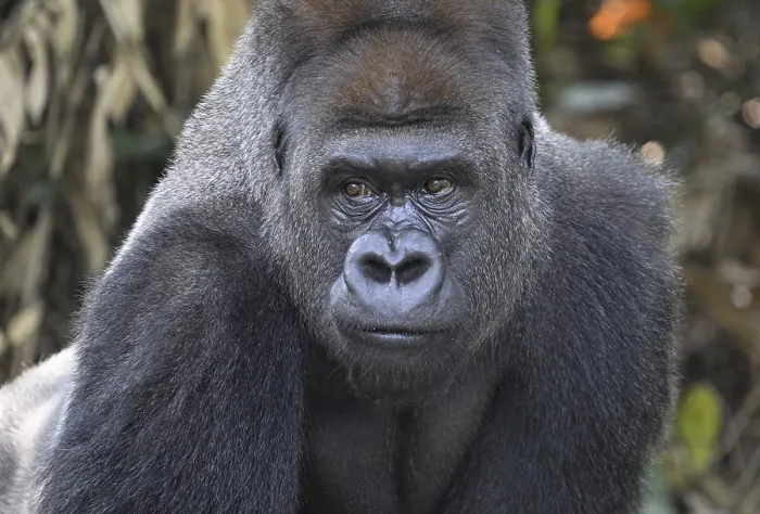 Framed Print : Western lowland gorilla (Gorilla gorilla gorilla) Framed Print : Western lowland gorilla (Gorilla gorilla gorilla)