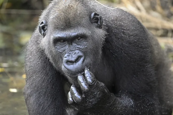 Framed Print : Western lowland gorilla (Gorilla gorilla gorilla) Framed Print : Western lowland gorilla (Gorilla gorilla gorilla)