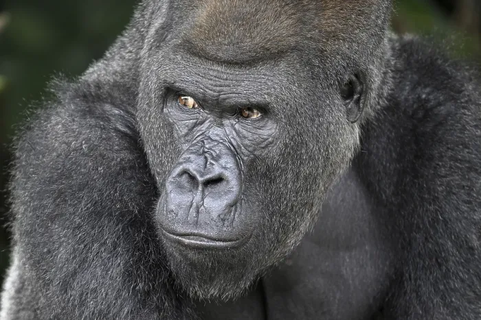 Framed Print : Western lowland gorilla (Gorilla gorilla gorilla)