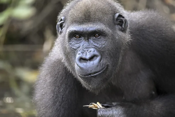 Framed Print : Western lowland gorilla (Gorilla gorilla gorilla)