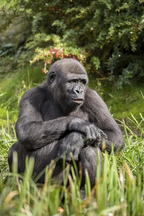 Framed Print : Western lowland gorilla (Gorilla gorilla gorilla)