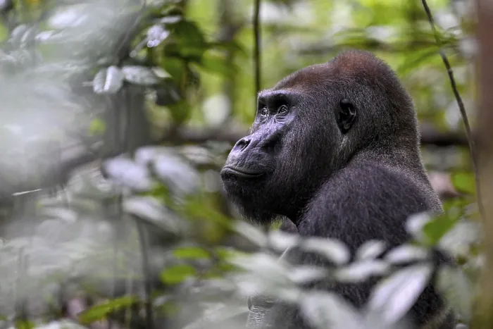 Framed Print : Western lowland gorilla (Gorilla gorilla gorilla)