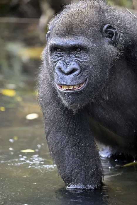 Framed Print : Western lowland gorilla (Gorilla gorilla gorilla)