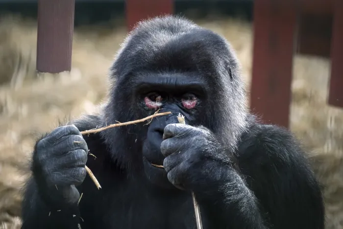 Framed Print : Western Lowland Gorilla (Gorilla gorilla gorilla)
