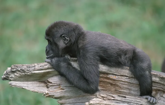 Framed Print : Western lowland gorilla (Gorilla gorilla gorilla)
