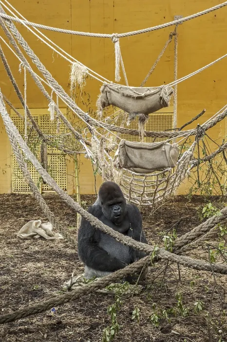 Framed Print : Western lowland gorilla (Gorilla gorilla gorilla) silverback male sitting inside indoor enclosure in the Cabarceno Park Framed Print : Western lowland gorilla (Gorilla gorilla gorilla) silverback male sitting inside indoor enclosure in the Cabarceno Park