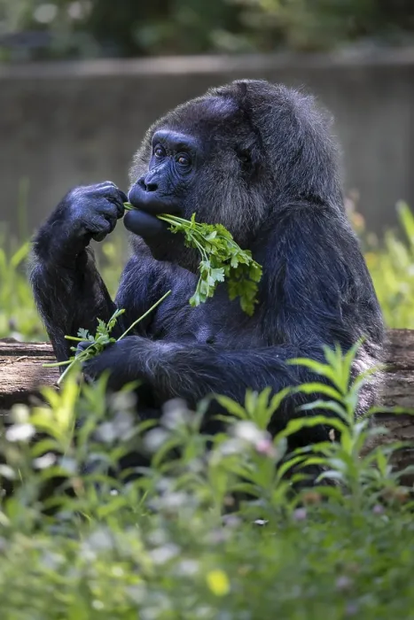 Framed Print : Western lowland gorilla (Gorilla gorilla gorilla) Framed Print : Western lowland gorilla (Gorilla gorilla gorilla)