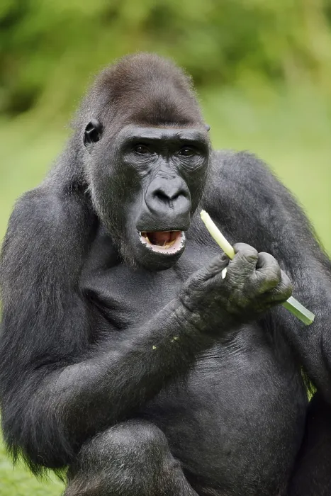 Framed Print : Western lowland gorilla (Gorilla gorilla gorilla)