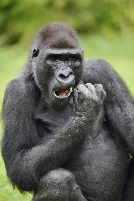 Framed Print : Western lowland gorilla (Gorilla gorilla gorilla) Framed Print : Western lowland gorilla (Gorilla gorilla gorilla)