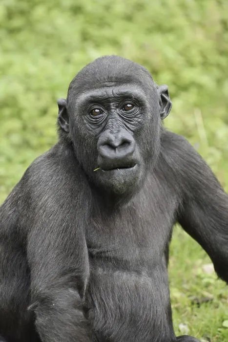 Framed Print : Western lowland gorilla (Gorilla gorilla gorilla)