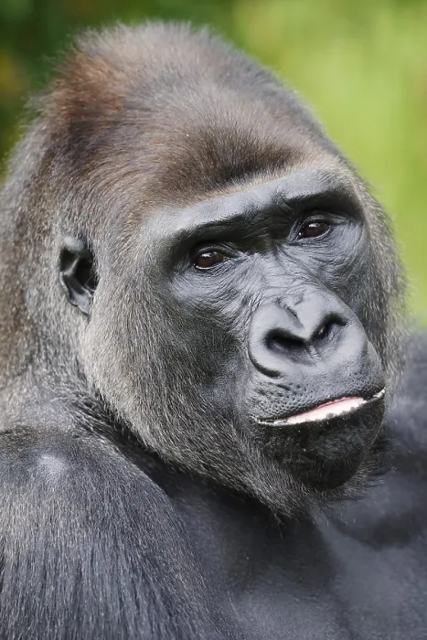 Framed Print : Western lowland gorilla (Gorilla gorilla gorilla) Framed Print : Western lowland gorilla (Gorilla gorilla gorilla)