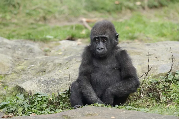 Framed Print : Western lowland gorilla (Gorilla gorilla gorilla)
