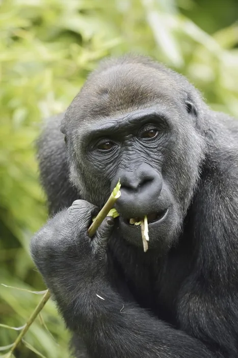 Framed Print : Western lowland gorilla (Gorilla gorilla gorilla) Framed Print : Western lowland gorilla (Gorilla gorilla gorilla)