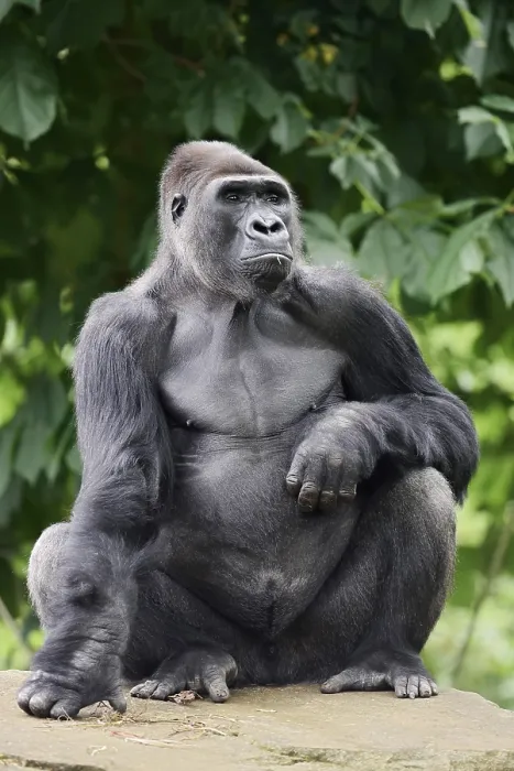 Framed Print : Western lowland gorilla (Gorilla gorilla gorilla)