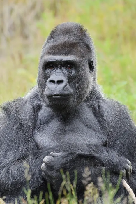 Framed Print : Western lowland gorilla (Gorilla gorilla gorilla)