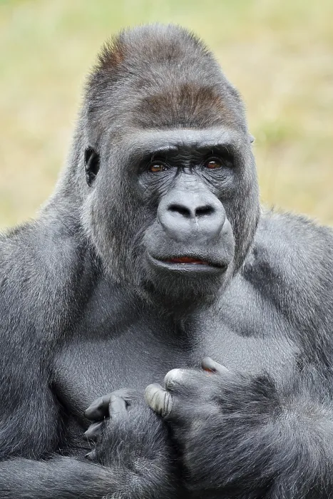 Framed Print : Western lowland gorilla (Gorilla gorilla gorilla)