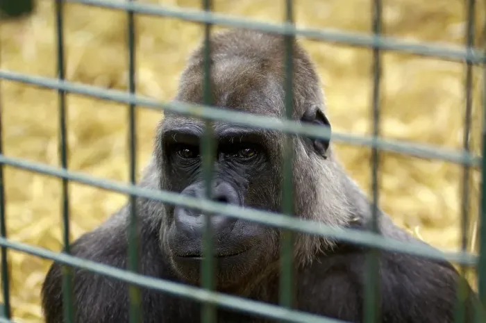 Framed Print : Western Lowland Gorilla Gorilla gorilla gorilla in captivity