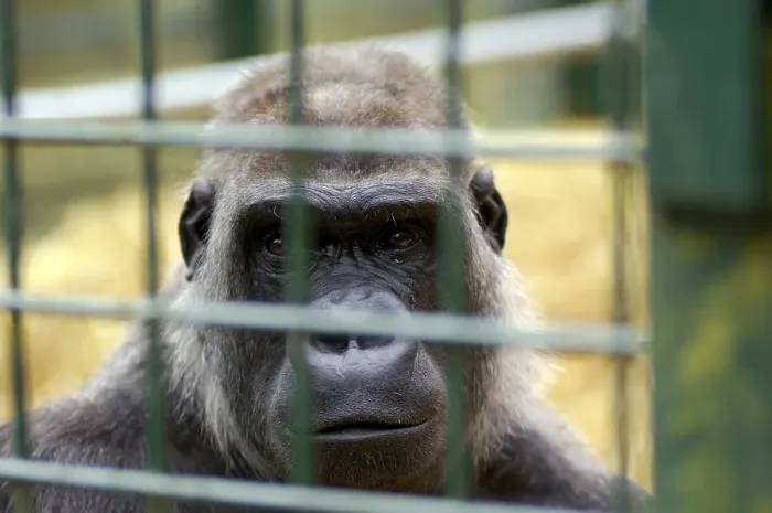 Framed Print : Western Lowland Gorilla Gorilla gorilla gorilla in captivity
