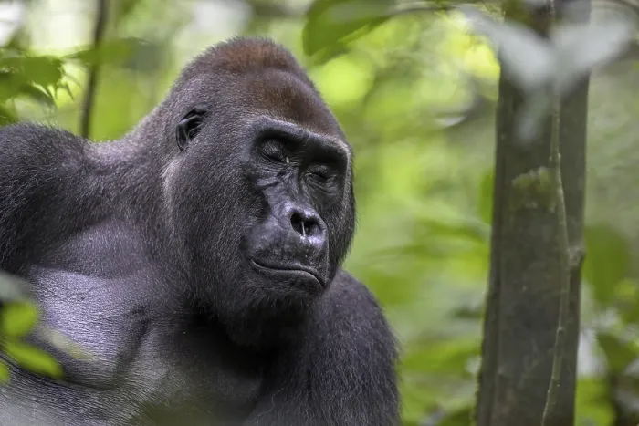 Framed Print : Western lowland gorilla (Gorilla gorilla gorilla) with closed eyes
