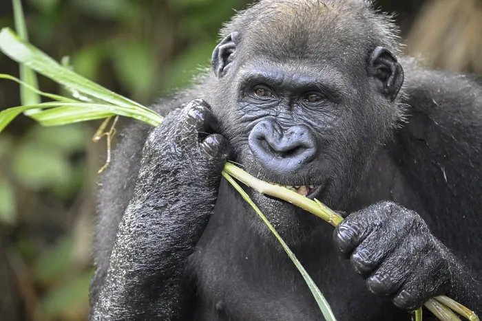 Framed Print : Western lowland gorilla (Gorilla gorilla gorilla) eating