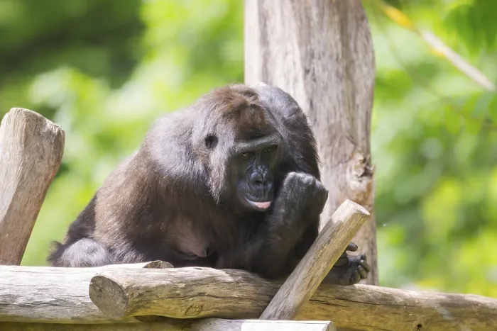 Framed Print : Western lowland gorilla (Gorilla gorilla gorilla) lying on wood Framed Print : Western lowland gorilla (Gorilla gorilla gorilla) lying on wood