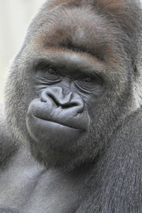 Framed Print : Western lowland gorilla (Gorilla gorilla gorilla) male Lowland gorilla male