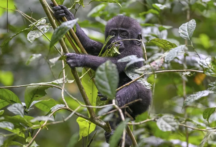 Framed Print : Western lowland gorilla (Gorilla gorilla gorilla) near the Bai-Hokou forest clearing