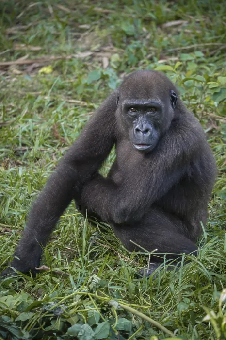 Framed Print : Western Lowland Gorilla (Gorilla gorilla gorilla) in reintroduction enclosure