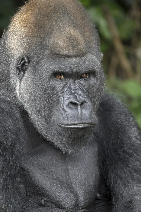 Framed Print : Western lowland gorilla (Gorilla gorilla gorilla) in the Reserve Lesio-Louna nature reserve Framed Print : Western lowland gorilla (Gorilla gorilla gorilla) in the Reserve Lesio-Louna nature reserve